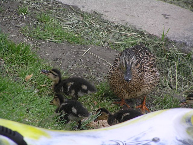 img00027.jpg