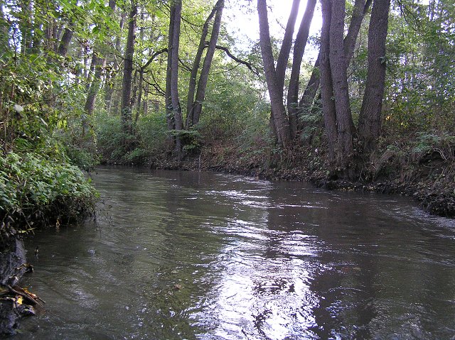 Botič