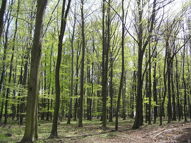 Zbečno - pěšárna