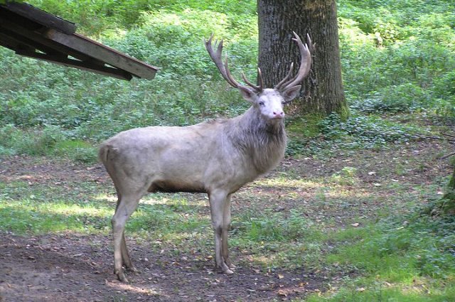Starý Kolín - kola