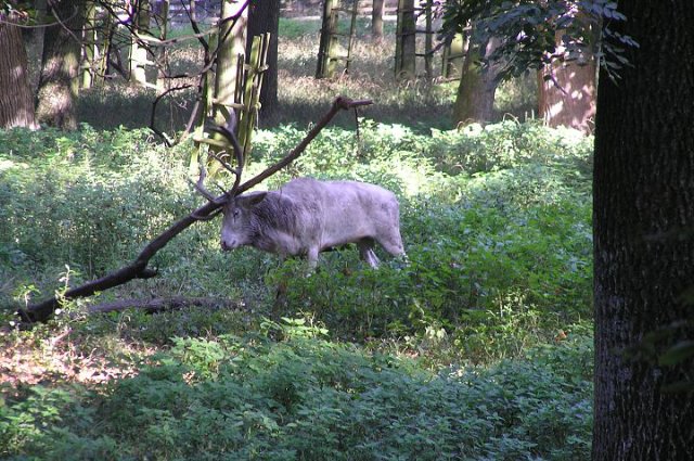 Starý Kolín - kola