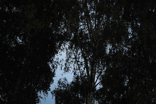 img00053.jpg